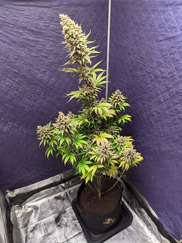 Growreport Bild 39