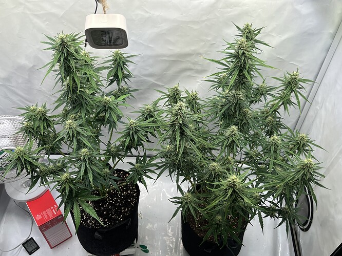 Growreport Bild 31