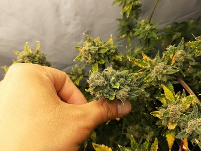 Growreport Bild 4