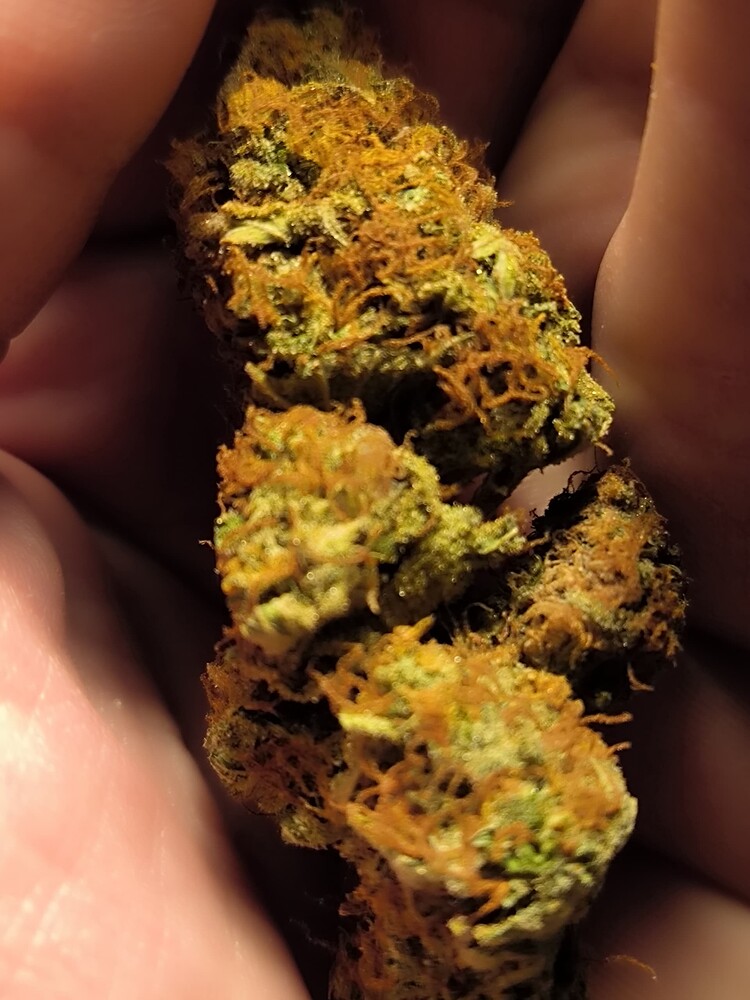 DINAFEM^s Amnesia