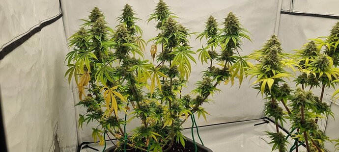 Growreport Bild 5