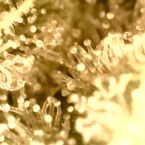 Growreport Bild 14