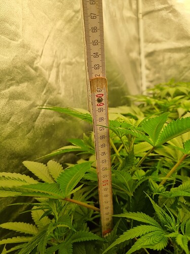 Growreport Bild 1