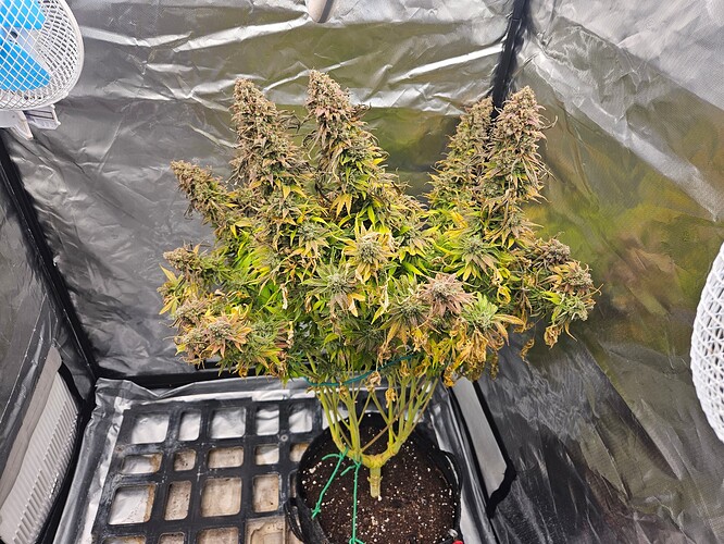 Growreport Bild 5
