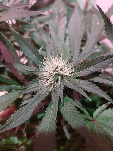 Growreport Bild 10