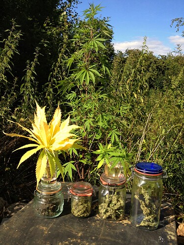 074_AutoErnteGlaeser1