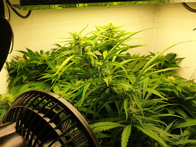 Growreport Bild 2