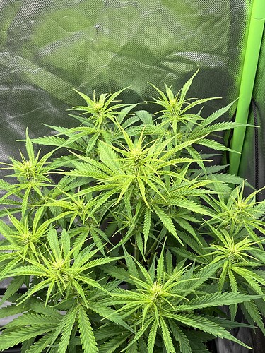 Growreport Bild 9