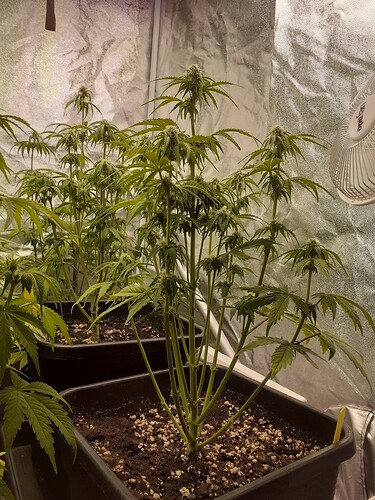 Growreport Bild 7