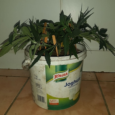 Growreport Bild 13