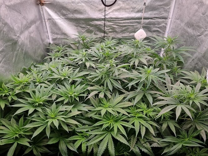 Growreport Bild 26