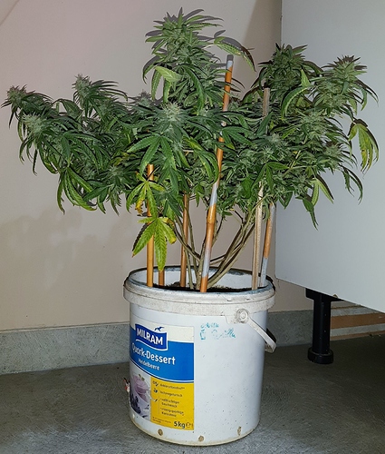 Growreport Bild 1