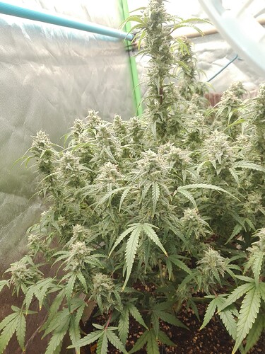 Growreport Bild 10