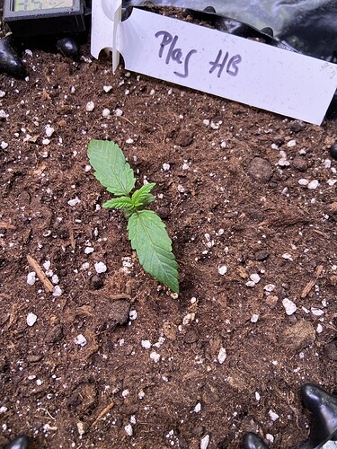 Growreport Bild 22