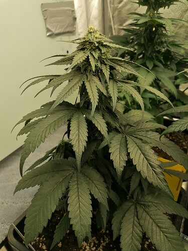 Growreport Bild 7