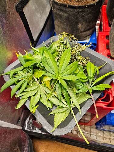 Growreport Bild 2