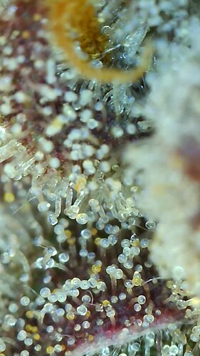 Growreport Bild 8