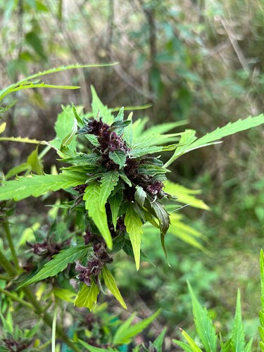 Growreport Bild 9