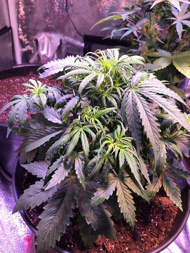 Growreport Bild 4