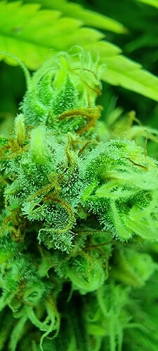 Growreport Bild 6