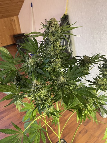 Growreport Bild 17