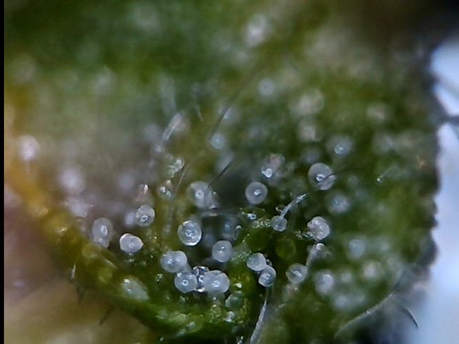 Growreport Bild 4