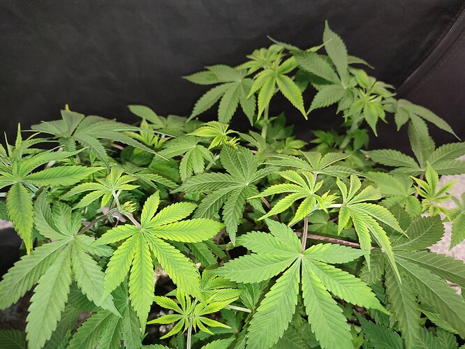 Growreport Bild 7