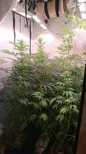 Growreport Bild 1