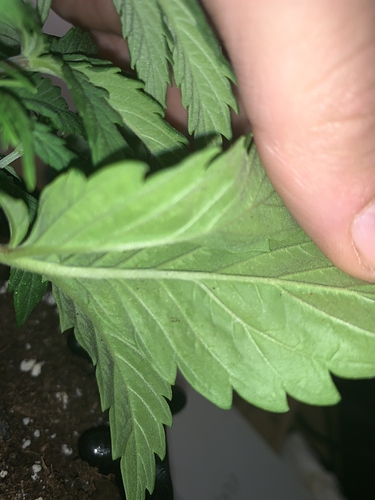 Growreport Bild 12
