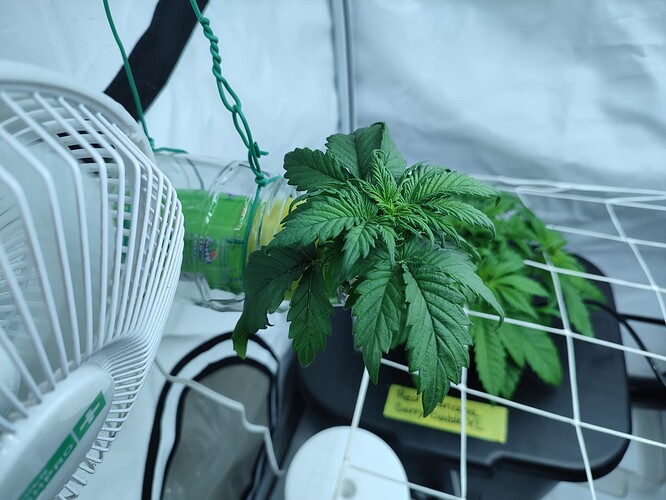 Growreport Bild 42