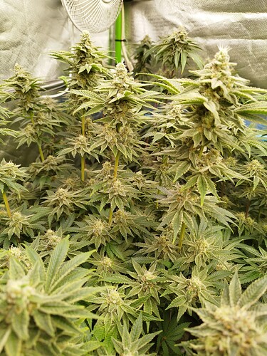 Growreport Bild 6