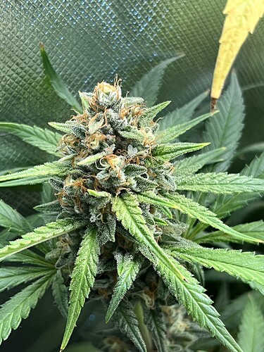 Growreport Bild 4