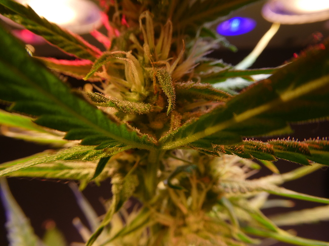 Growreport Bild 2