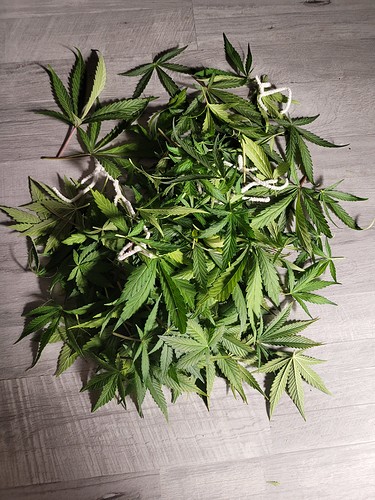 Growreport Bild 1