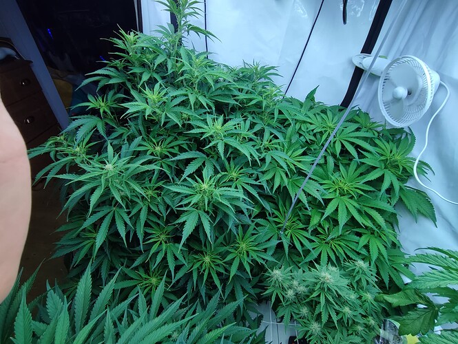 Growreport Bild 19
