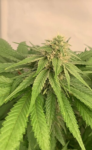 Growreport Bild 8
