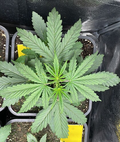 Growreport Bild 7