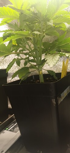 Growreport Bild 9