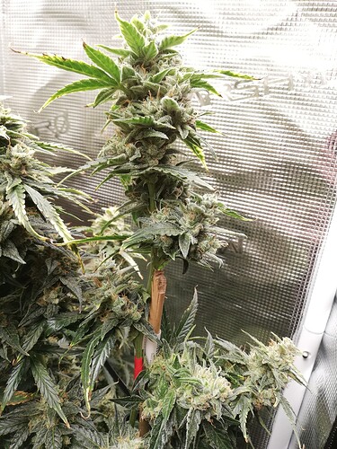 GG#1_240107-1