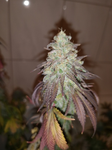 Growreport Bild 4