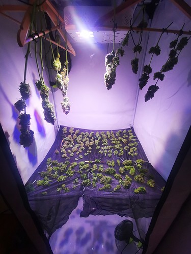 Growreport Bild 4