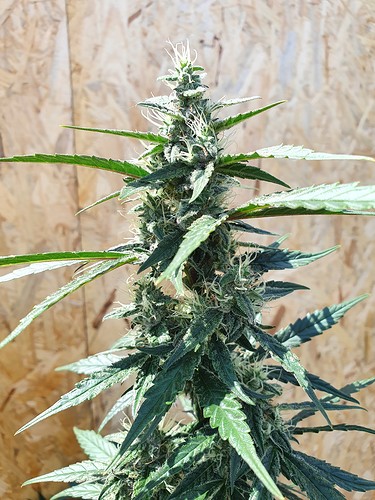 Growreport Bild 3