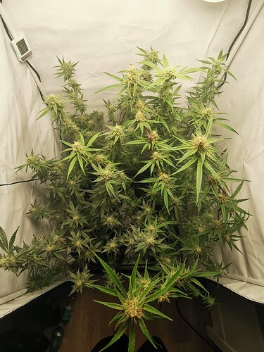 Growreport Bild 24