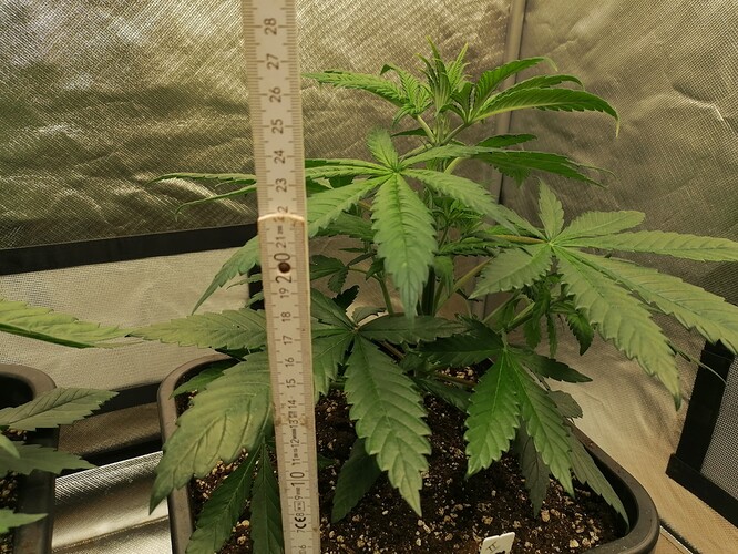 Growreport Bild 10