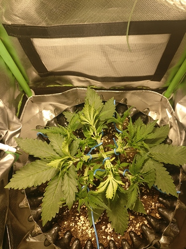 Growreport Bild 3