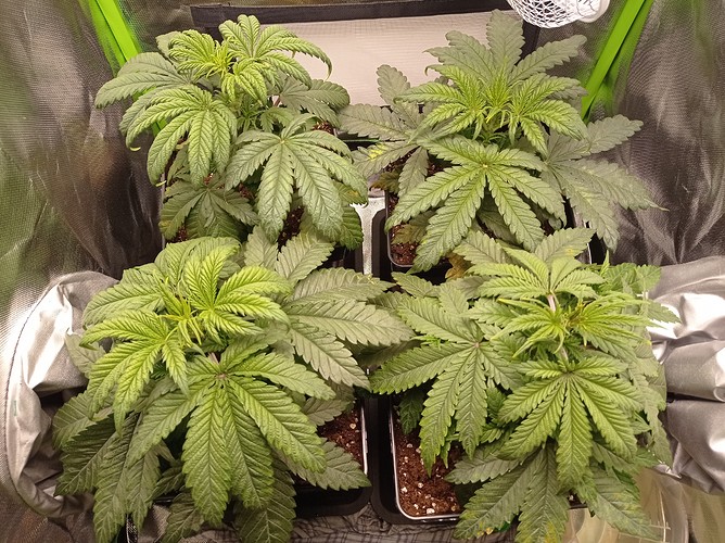 Growreport Bild 5