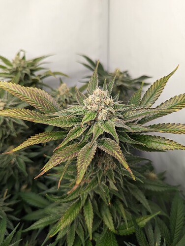 Growreport Bild 8