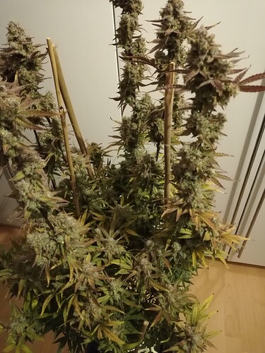 GG#2_240119-5