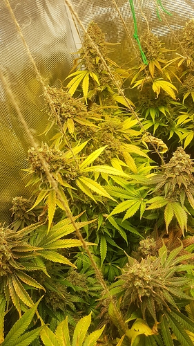 Growreport Bild 2