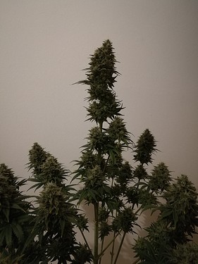 Growreport Bild 10